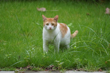 cat on grass © 一个 那你