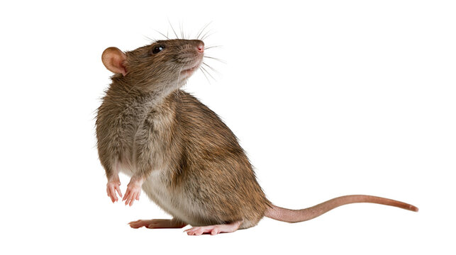 Brown domestic rat standing on hind legs looking up