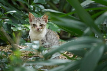 cat in the grass © 一个 那你