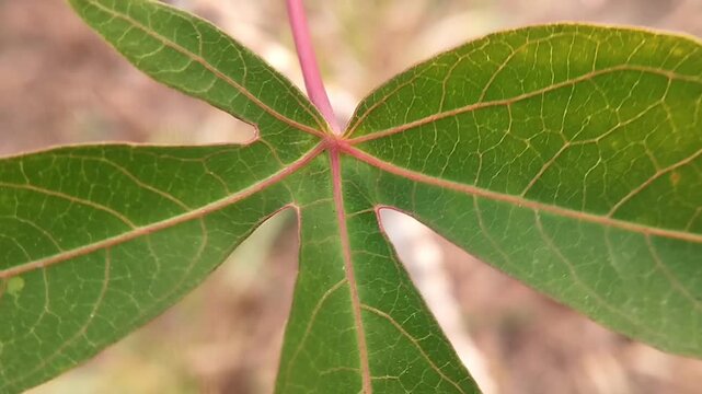 Green cassava foliage with prominent pink veins and radial pattern