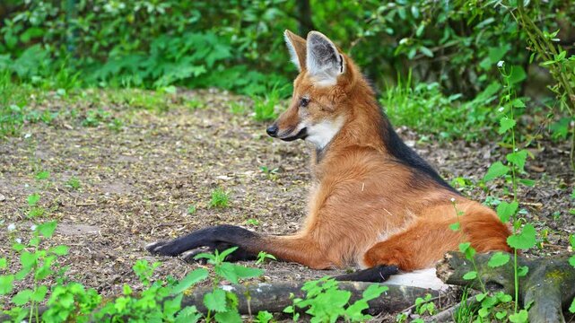 The Maned Wolf, Chrysocyon brachyurus is the largest canid of South America 