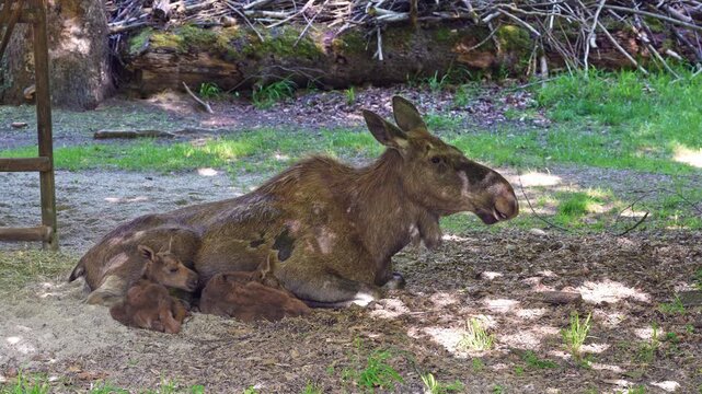 Family of moose or elk, Alces alces is the largest extant species in the deer family. Moose are distinguished by the broad, flat, or palmate antlers of the males.