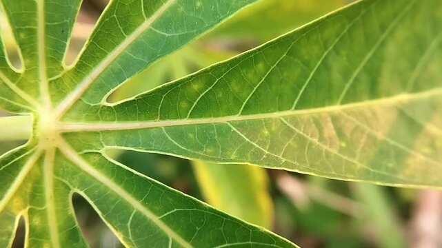 Yellow-green cassava foliage with pale veins and radial pattern