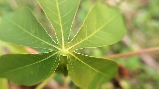 Bright green cassava leaf with pale veins and central vein