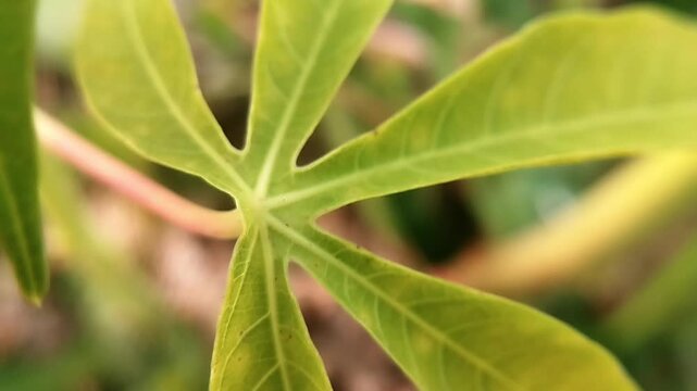 Yellow-green cassava foliage with pale veins and lobed leaves