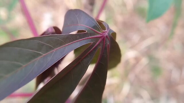 Dark purple cassava leaf with reddish maroon tones and pink veins