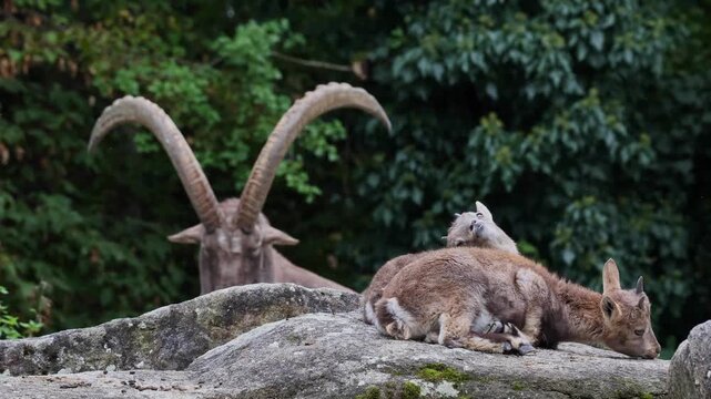 Young baby mountain ibex on a rock - capra ibex in a german park