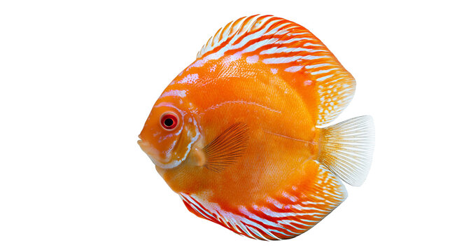 Vibrant orange discus fish with white stripes and translucent fins