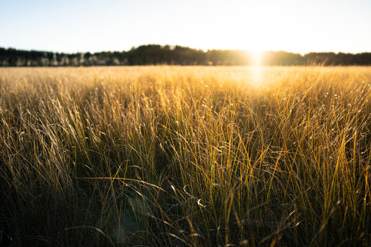 Dense marsh sedge dried during summer covers open autumn bog under low setting sun. Golden stems glow in warm backlight beside distant forest, marking seasonal change across wide wetland landscape.
