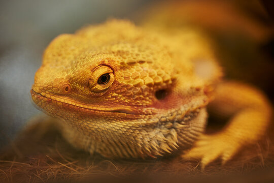 Bearded dragon resting indoors, showing scaly texture and calm demeanor. Useful for veterinary clinic promotions, exotic pet care marketing, reptile terrarium supply campaigns