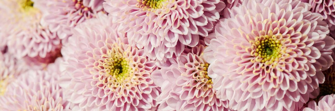 Header of pink chrysanthemum flowers blooming in closeup, forming textured botanical pattern. Suitable for cosmetic branding, wellness campaigns, and beauty advertising