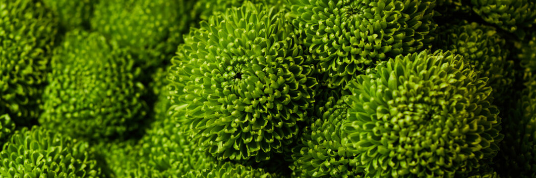 Header of close up shot of fresh green chrysanthemum flowers blooming in floral arrangement. Botanical texture representing freshness for eco branding and floristry marketing banner