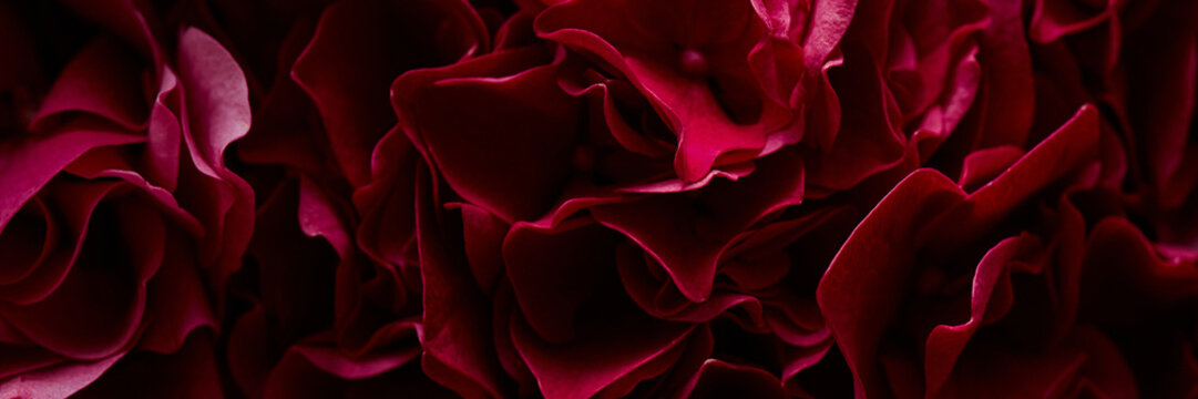 Header of dark red hydrangea petals blooming, showing delicate natural texture. Floral pattern suitable for luxury cosmetic advertising, botanical branding, banner background, macro shot