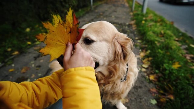 Girl Plays With Adorable Golden Retriever And A Maple Leaf On A Street In Autumn