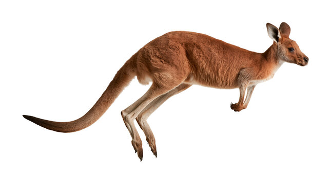 Red kangaroo jumping in mid-air with powerful legs and long tail