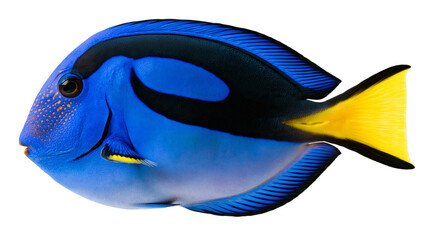 Vibrant blue regal tang fish with black markings and bright yellow tail fin © darietta