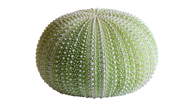 Green sea urchin shell with purple dotted texture and radial symmetry