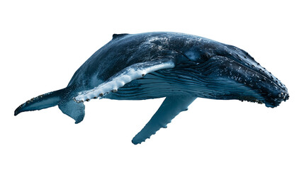 Large humpback whale swimming with long pectoral fins and textured dark blue skin © darietta