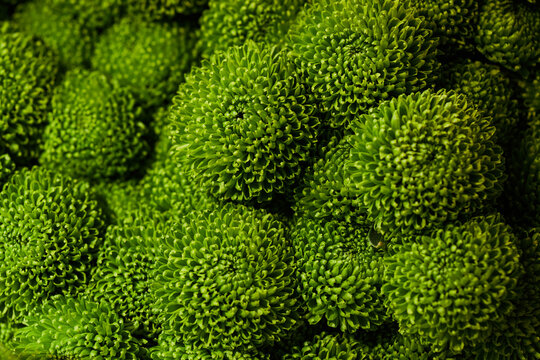 Close up shot of fresh green pompon chrysanthemums blooming densely together. Floral texture suitable for botany marketing, spring campaigns, packaging design