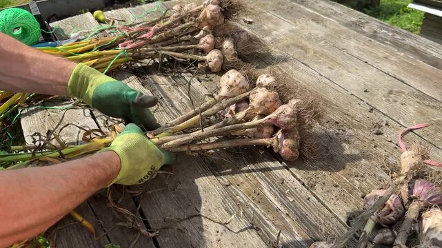 Gardener arranging harvested garlic heads on wooden table outdoors.