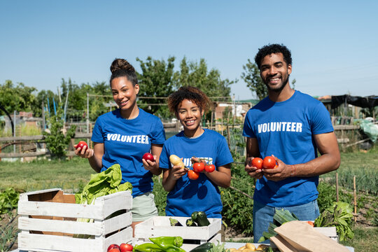 Happy volunteers in blue t shirts harvesting vegetables and fruits at an urban farm