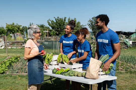 Diverse volunteers working together, sorting fresh produce at an outdoor community garden