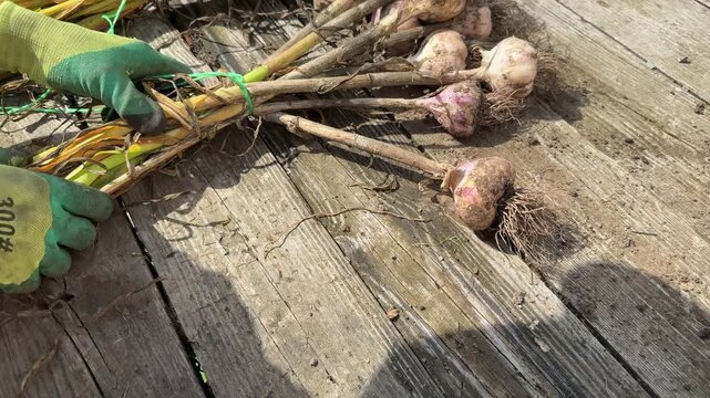 Bundling harvested garlic stalks on wooden surface outdoors.