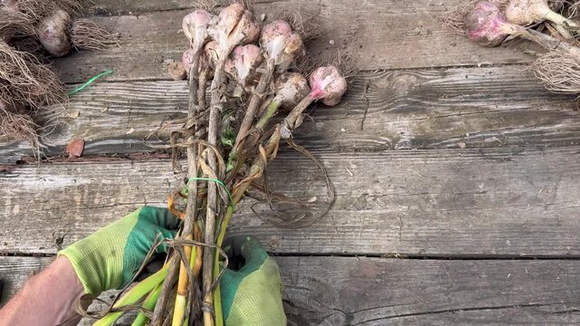 Cleaning and sorting fresh garlic heads after harvesting outdoors.