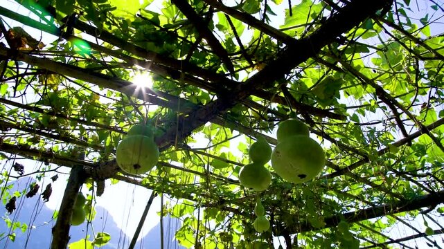 Green Calabash Gourds Hanging on a Trellis Under Sunlight