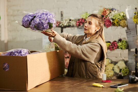 Young Caucasian female florist unpacking fresh purple hydrangea flowers from cardboard box in floral workshop. Small business owner managing stock for flower delivery marketing