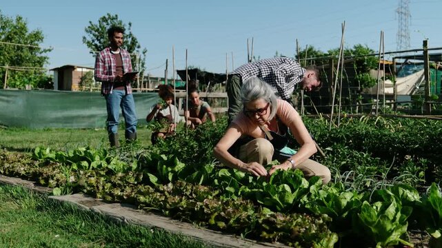 Multi generational group of people cultivating fresh vegetables in a sunny community farm