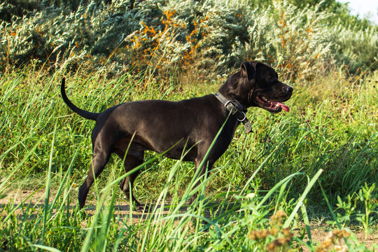 Black dog stands in tall grass under a clear sky. The dog appears healthy and alert, with a shiny coat and a happy expression.