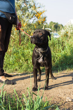 Black dog stands beside a person in a blue shirt and dark pants. The scene is set in a grassy area with shrubs in the background.
