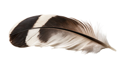 Striped brown and white bird feather with soft downy texture © dominica
