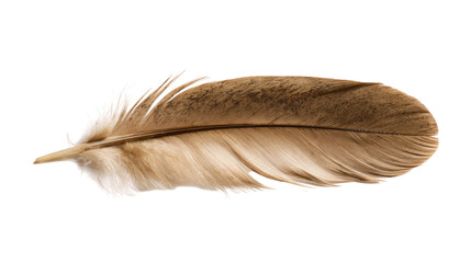 Brown and beige patterned bird feather with soft downy barbs © dominica
