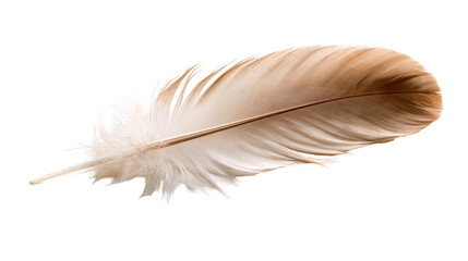 Soft brown and white bird feather with delicate downy barbs © dominica
