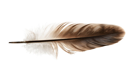 Brown and white striped bird feather with soft downy texture © dominica