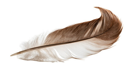 Curved brown and white bird feather with detailed barbs and rachis © dominica