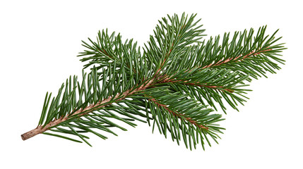 Fresh green spruce branch with sharp needles and brown woody stem © dominica