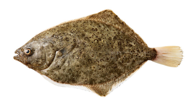 Fresh whole raw flounder fish with mottled brown skin and textured scales