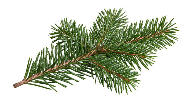 Fresh green spruce branch with sharp needles and brown woody stem