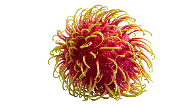 Fresh ripe rambutan fruit with hairy red skin and green tips