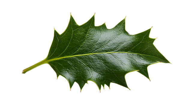 Glossy dark green holly leaf with sharp spiky edges and prominent veins
