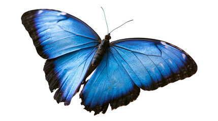 Vibrant blue Morpho butterfly with black wing edges and detailed wing veins © dominica