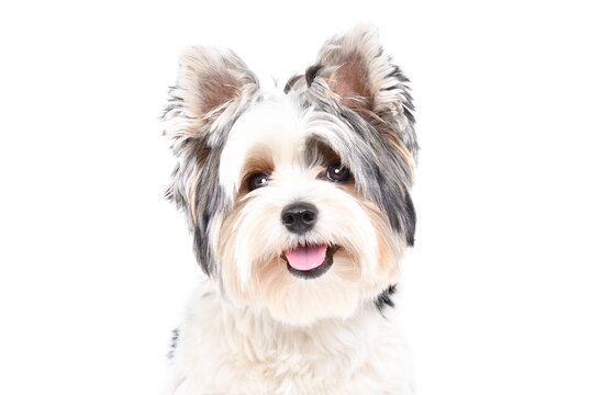 Portrait of a cute Biewer Yorkshire Terrier dog, closeup, isolated on a white background