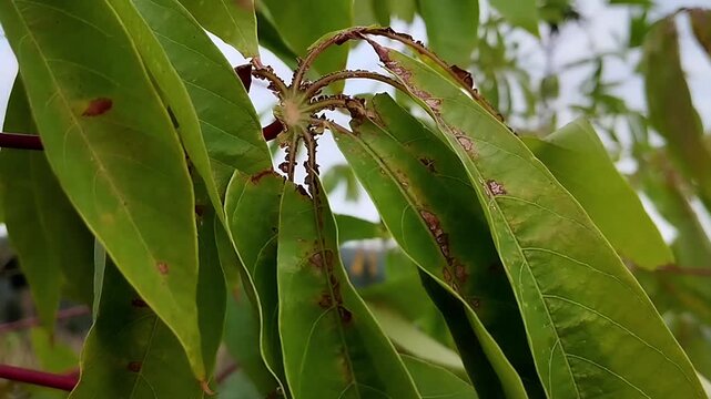Multiple green cassava leaves with long lobes and brown spots
