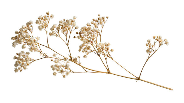 Delicate dried gypsophila baby breath flower branch with tiny white blossoms