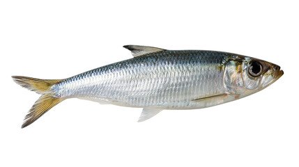 Fresh whole Atlantic herring fish with silver scales and yellow tail fin © dominica
