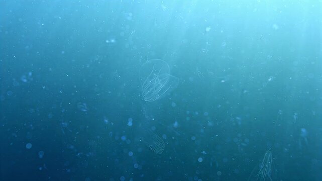 Underwater scene with numerous comb jellies gracefully swimming in deep blue ocean water