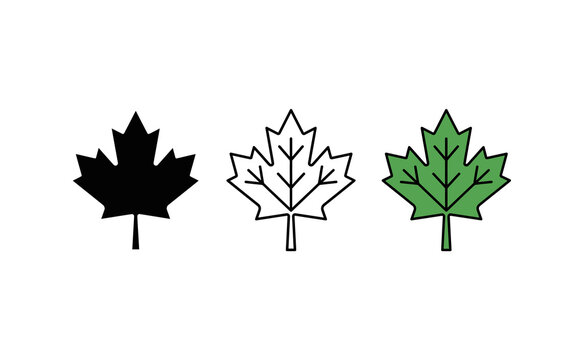 Maple leaf icon set in three styles, black silhouette and green outline maple leaves, Canadian symbol vector graphic elements